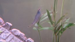 Caridina Multidentata On A Freshwater Aquarium Plant