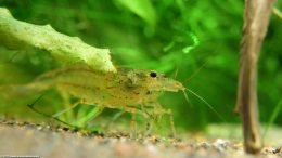 Amano Shrimp In A Planted Tank