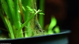 Caridina Multidentata On A Potted Water Sprite