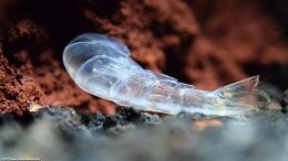 Caridina Multidentata Shell Empty After Molting