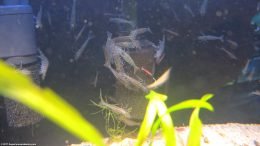 Group of Amano Shrimp On Sponge Filter Eating Debris