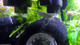 Amano Shrimp On Sponge Filter