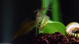 Caridina Multidentata: A Great Tank Cleaner