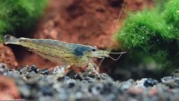 Caridina Multidentata Tank Size Can Be Small Or Large