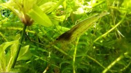 Caridina Multidentata Like Tanks With Thick Plants