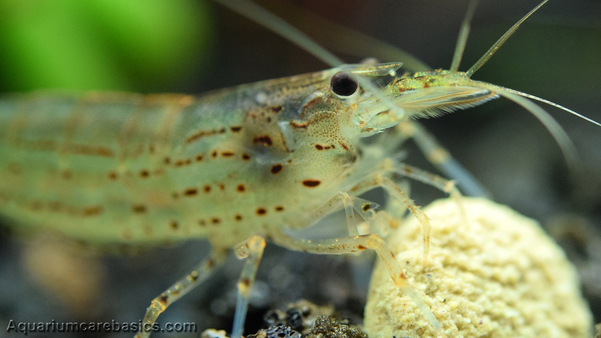 Amano Shrimp Care, Feeding, Algae Eating, Size, Lifespan