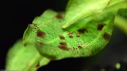 Amazon Sword: Algae Growing On Leaf