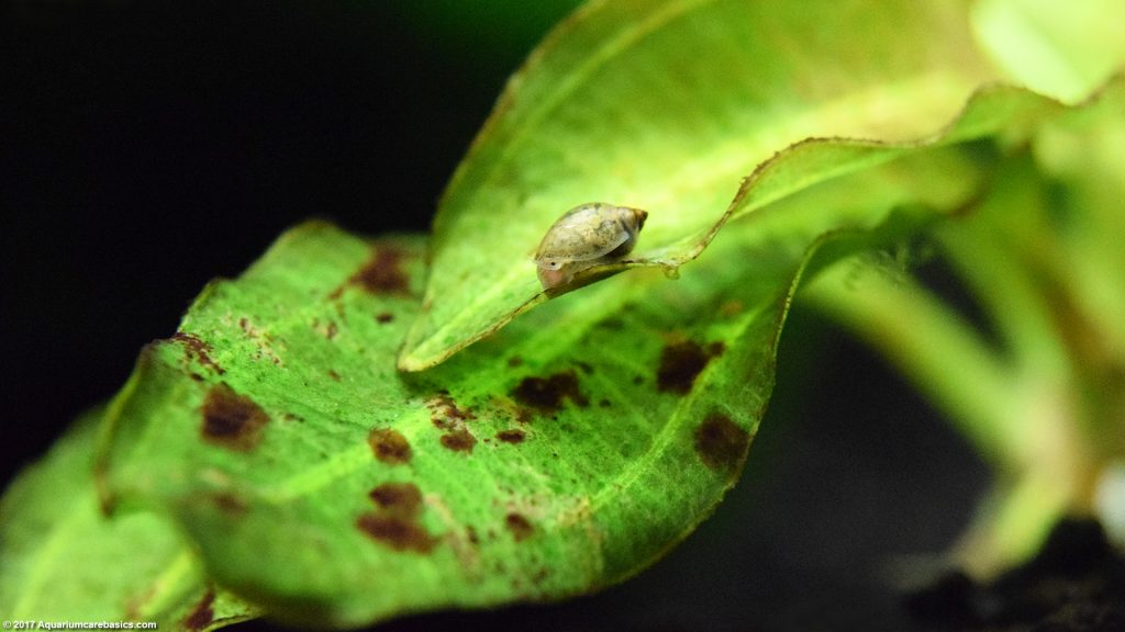 Amazon Sword Plant Care, Growth Rate, Roots & Leaves