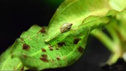 Amazon Sword With Algae: Pond Snail Feeding