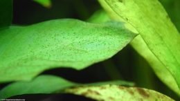 Amazon Sword And Anubias Barteri Plants With Algae On Leaves