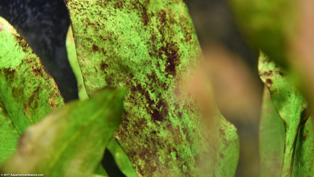 Amazon Sword Plant Care, Growth Rate, Roots & Leaves