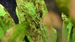 Amazon Sword Plant With Brown Algae On Leaves