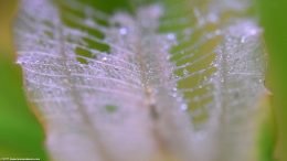 Amazon Sword Leaf Decomposing