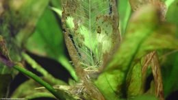 Amazon Sword Plant With Leaves Decomposing