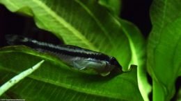 Amazon Sword Leaves With Otocinclus Catfish