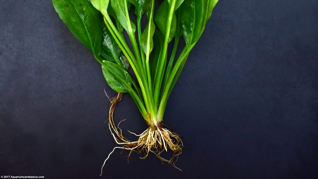 Amazon Sword Plant Care, Growth Rate, Roots & Leaves