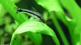 Amazon Sword Plant: Otocinclus Catfish Feeding