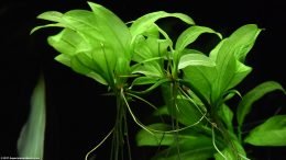 Amazon Sword Plant Reproduction And Growth