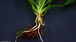 Amazon Sword Plant Rhizome, Upclose