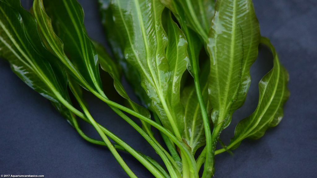 Amazon Sword Plant Care, Growth Rate, Roots & Leaves