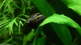 Amazon Sword Plant And Zebra Nerite Snail