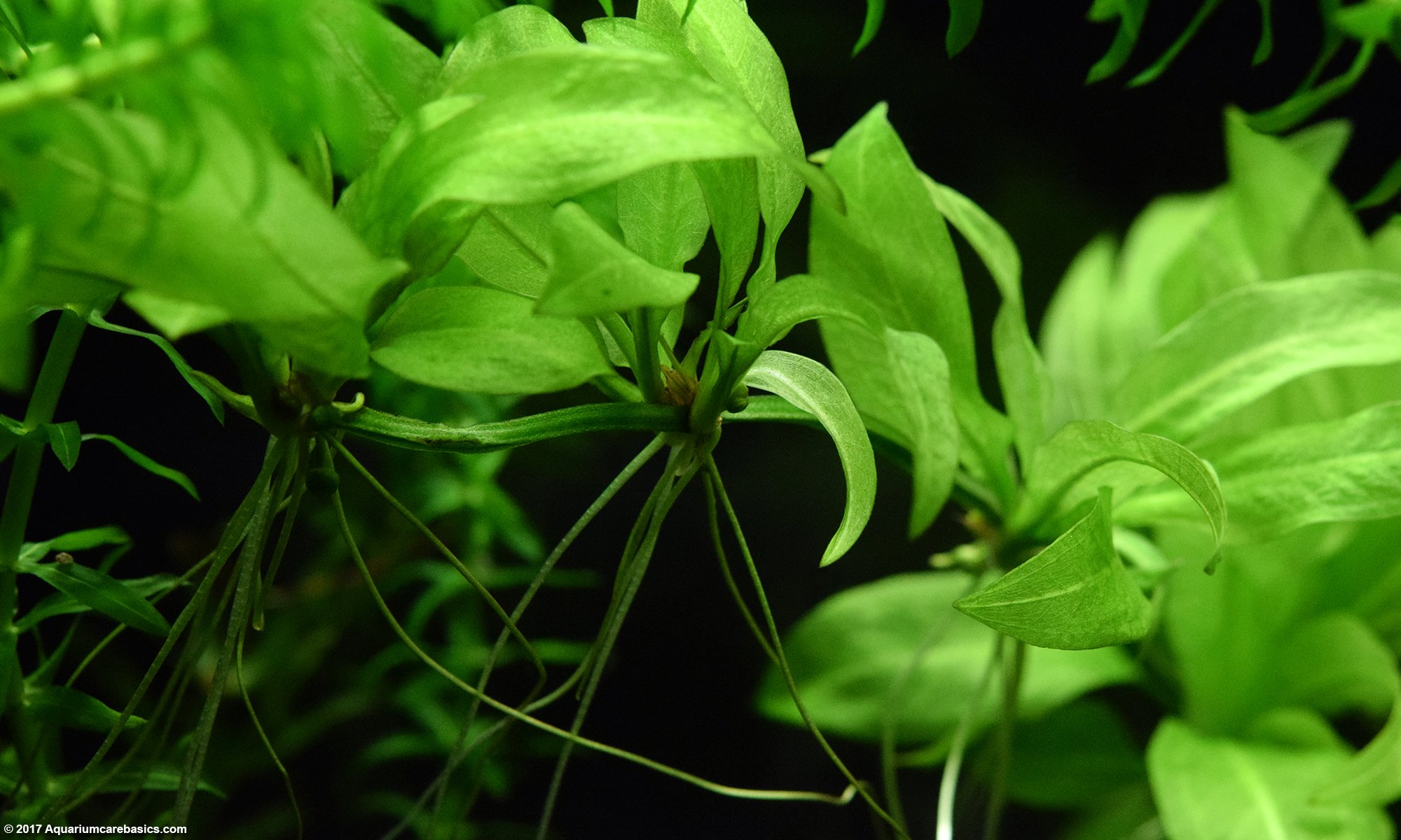 Amazon Sword Plant Growing Under Good Conditions