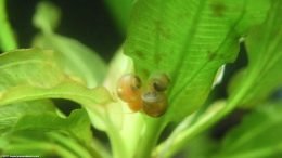 Amazon Sword Plant And Ramshorn Snails