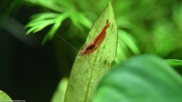 Amazon Sword Plant And A Red Cherry Shrimp