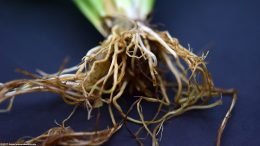 Amazon Sword Roots, Closeup