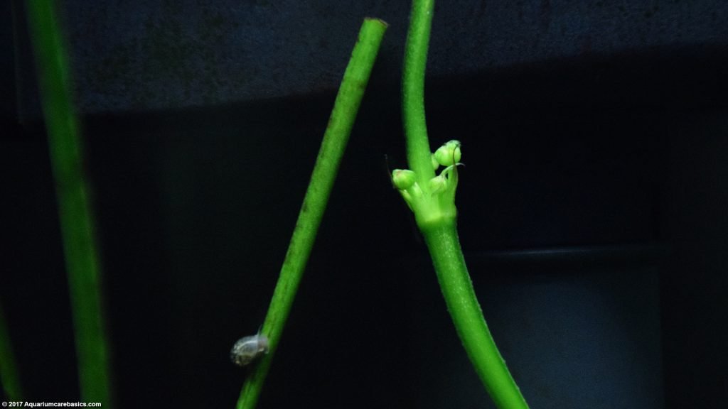 Amazon Sword Plant Care, Growth Rate, Roots & Leaves