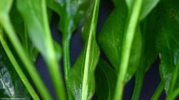 Amazon Sword Plant: Stem And Leaves