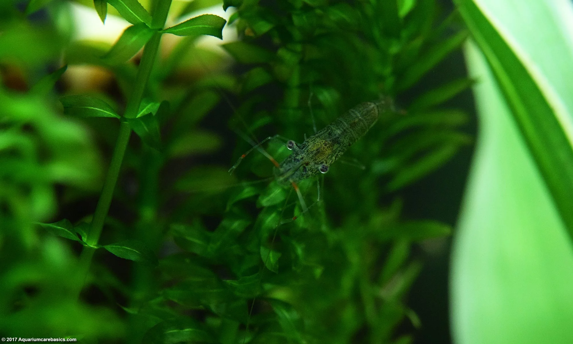 Anacharis Plant Growth Provides Cover For Ghost Shrimp