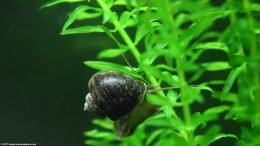 Anacharis Plant With Mystery Snail