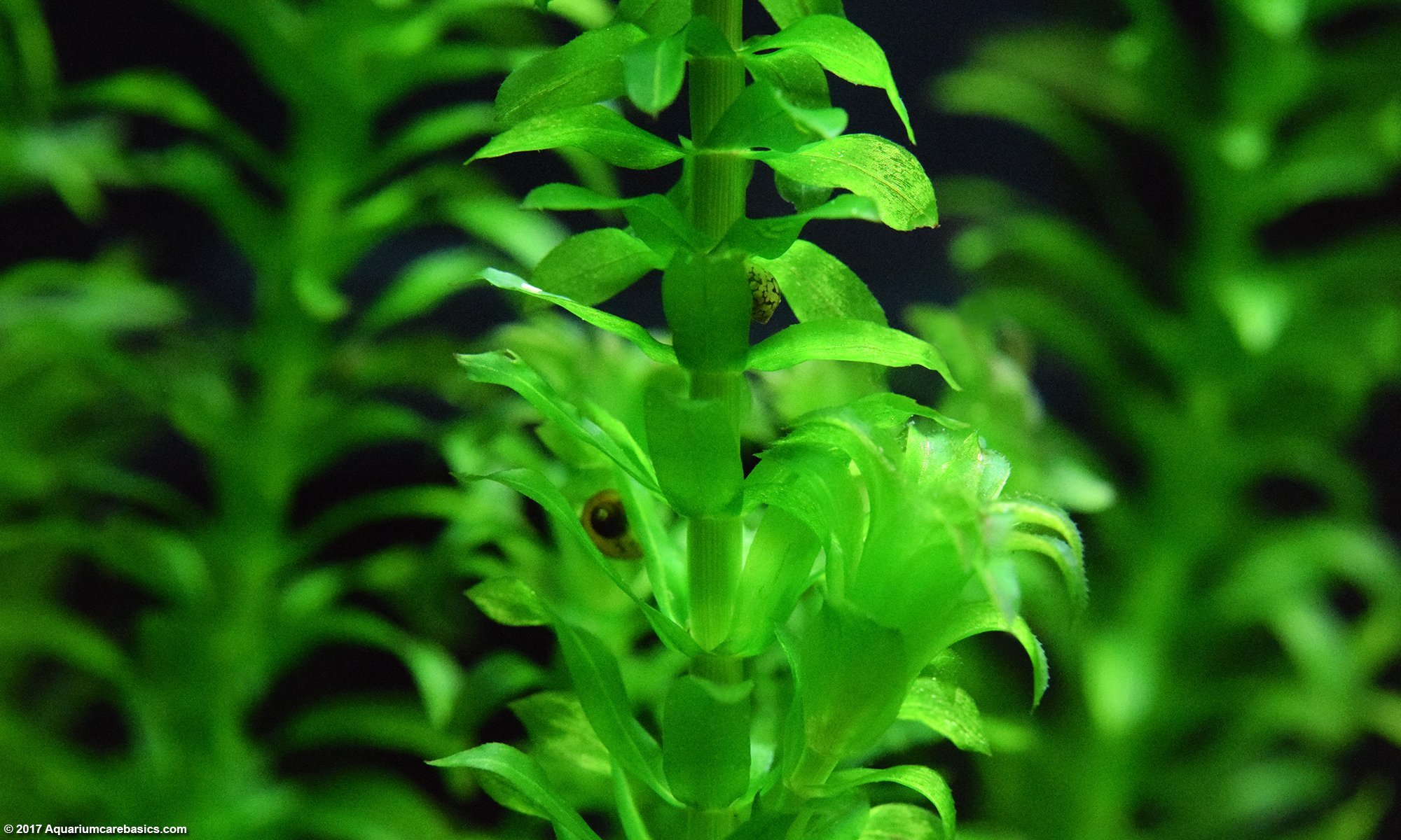 Anacharis Plant Growing In A Healthy Established Tank