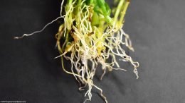 Anacharis Roots, Upclose
