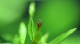 Anacharis Stem Cut And Turning Brown