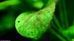 Anubias Algae Buildup On Leaf Surface