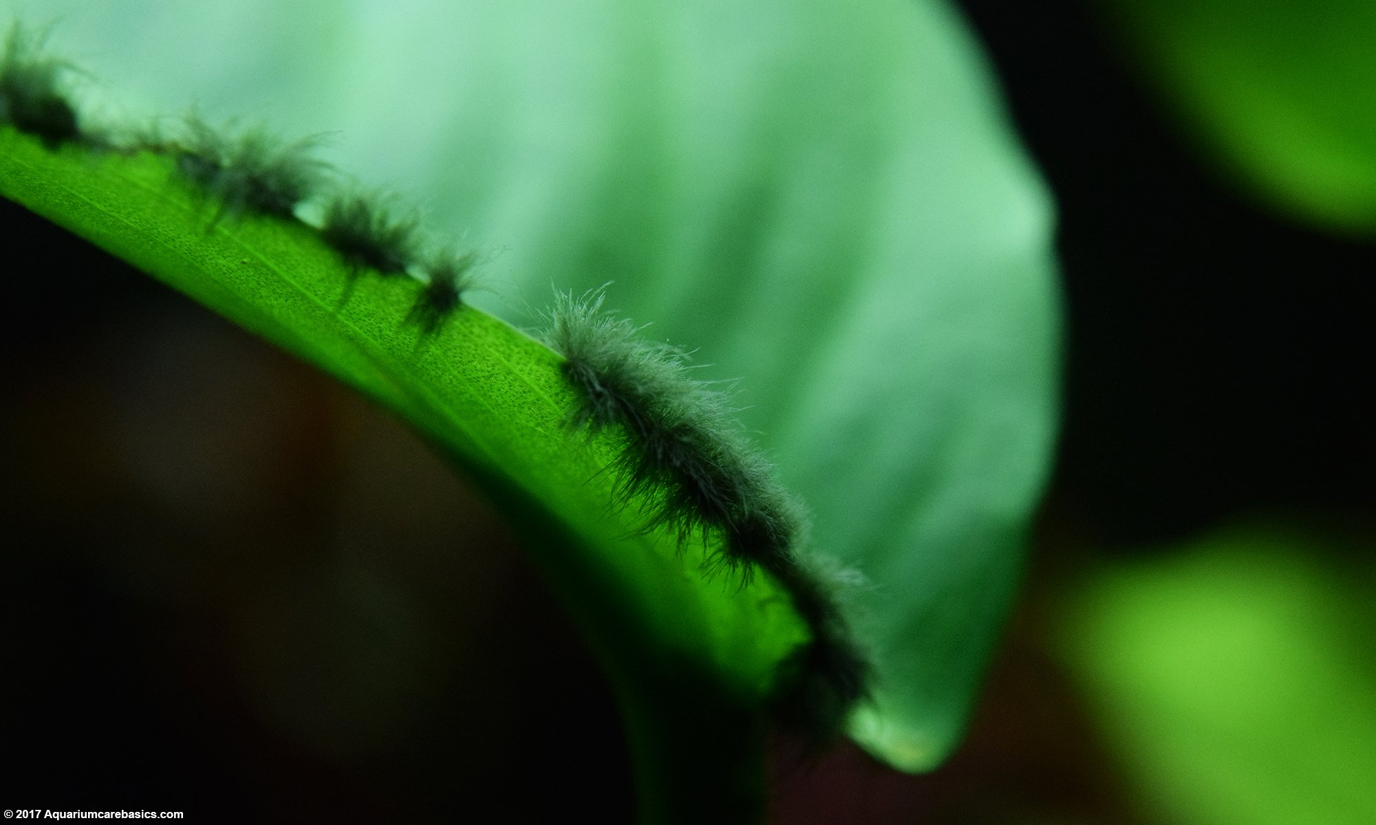 Anubias: Algae Growth On The Leaf Margin