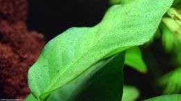 Anubias Barteri: Algae Growth Can Be An Issue