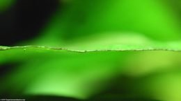 Anubias Barteri: Algae Growth On Leaf Edge