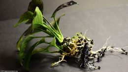 Anubias Plant: Easy Freshwater Aquarium Plants