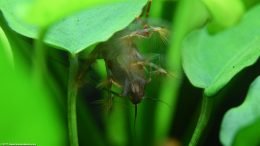 Anubias Barteri And Bamboo Shrimp Feeding