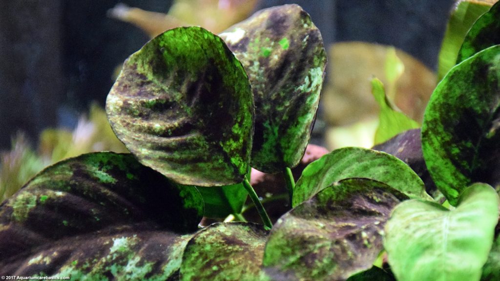 Anubias Barteri Plant Types, Care, Propagation & Algae