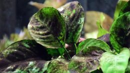 Anubias Barteri: Black Algae Growth On Leaves