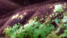 Anubias Barteri: Black Algae, Closeup