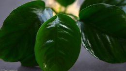 Anubias Barteri Care: Simple And Straighforward