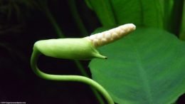 Anubias Barteri Flower, Closeup