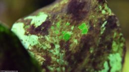 Anubias Barteri: Green Spot Algae