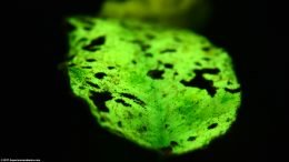 Anubias Plant Leaf, Algae Growth