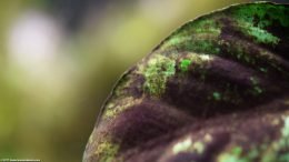 Anubias Barteri Leaf: Black Algae Growth